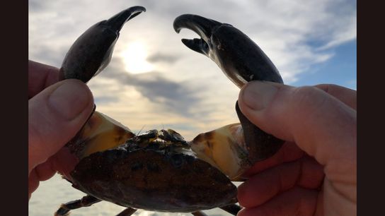 Stone Crab Harvest Season Opens in Florida: Regulations - Licensing (fishing)